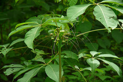 Tacca leontopetaloides